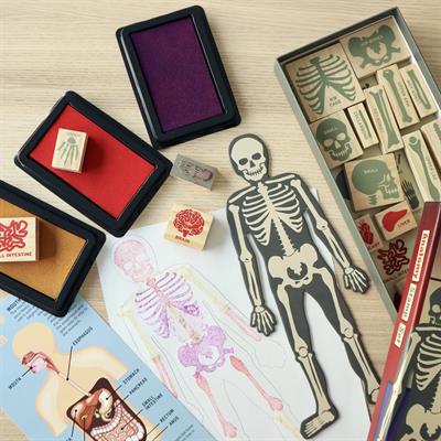 Anatomy stamp set