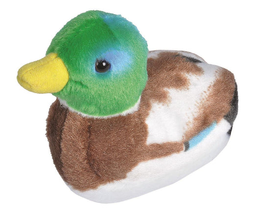 WR fugl Mallard Duck